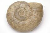 Fossil Ammonite (Euhoploceras) - Somerset, England #206471-1
